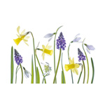 Spring Narcissus and Hyacinth